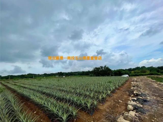 名間農地-0