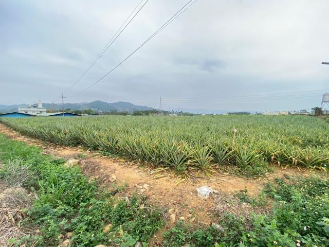 南投名間農地-3