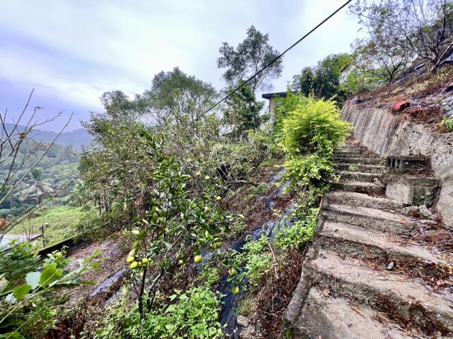 中寮山坡地-11