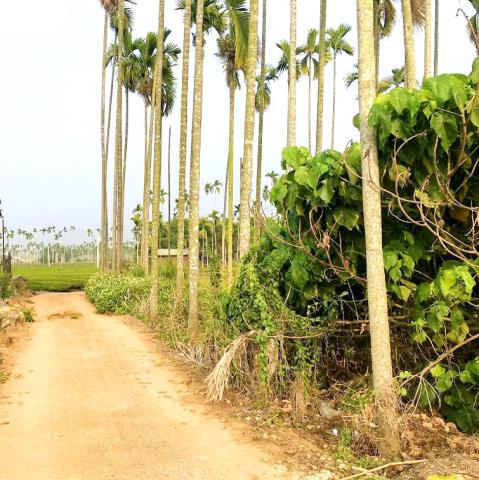 名間農地-1