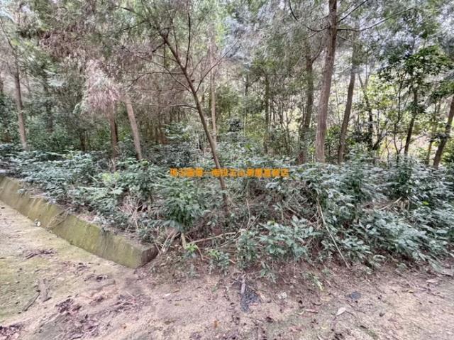 中寮農地-2