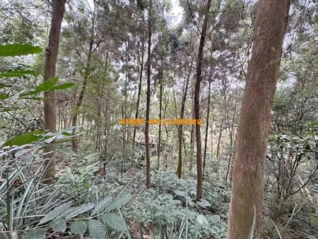 中寮農地-8