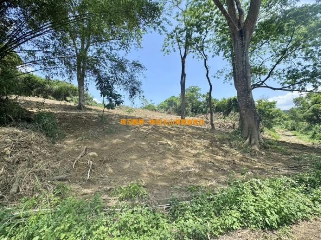 集集山坡地-2