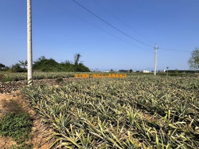 名間農地-4