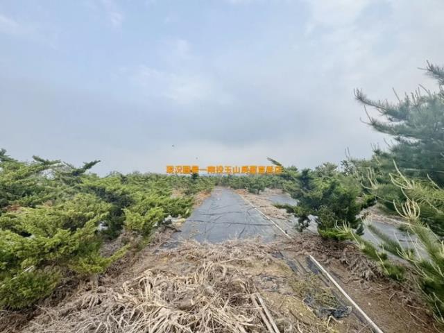 名間農地-2