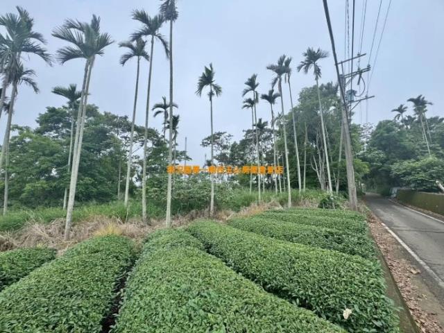 南投農地-5
