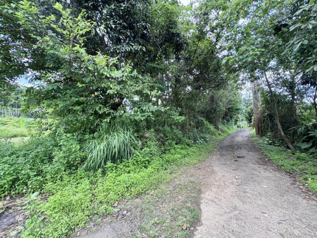 中寮農地-2