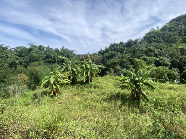 南投中寮山坡地-2
