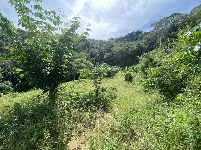 南投中寮山坡地-4