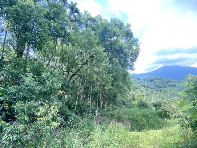 集集農地-1