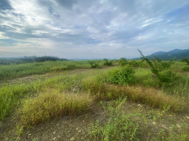 南投竹山農地-2