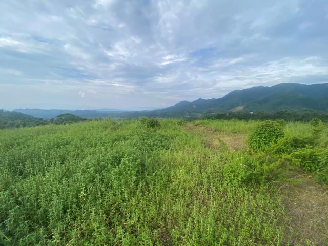 南投竹山農地-4