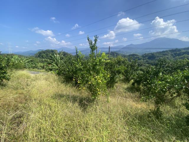 中寮農地-4