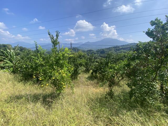中寮農地-6