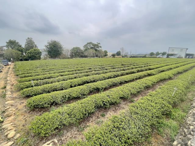 南投名間農地-3