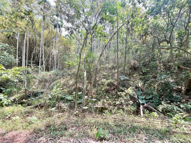 南投中寮農地-1