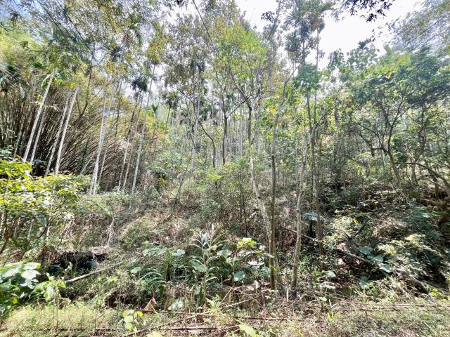 南投中寮農地-3