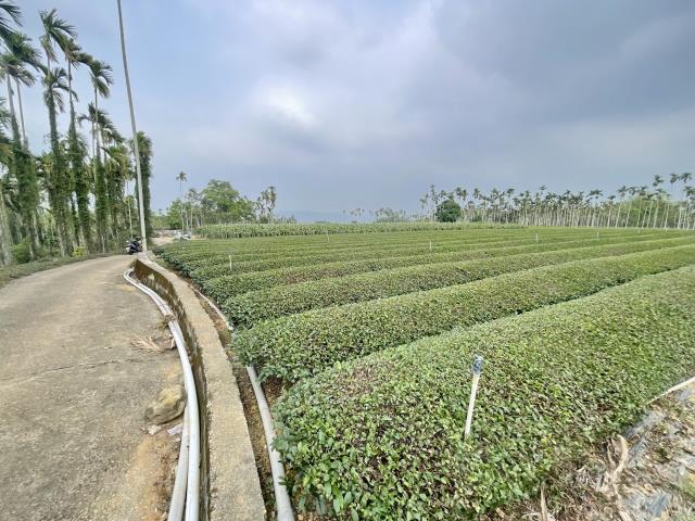 南投名間農地-0