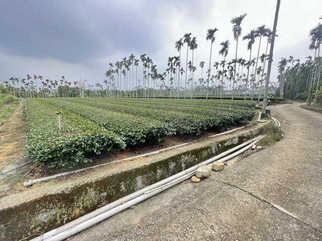 南投名間農地-1