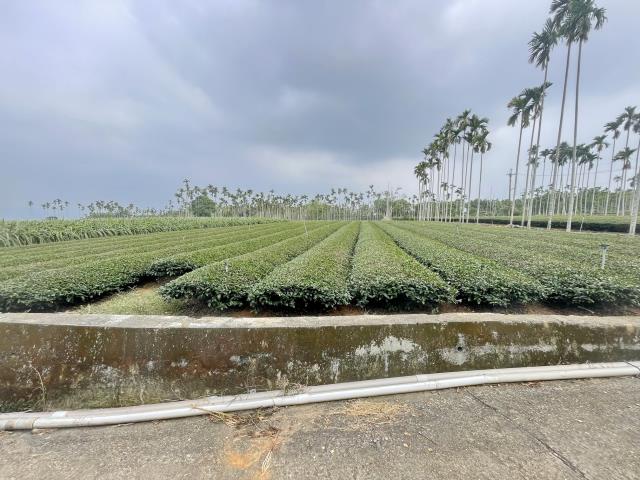 南投名間農地-2