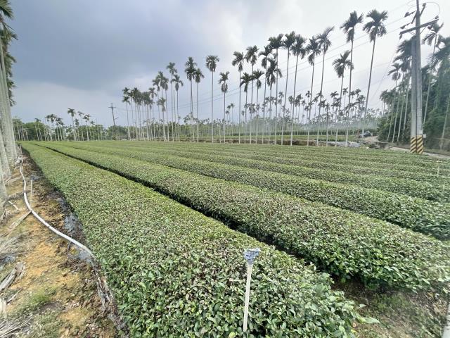 南投名間農地-3