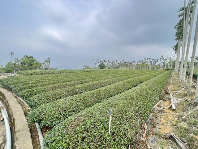 南投名間農地-4