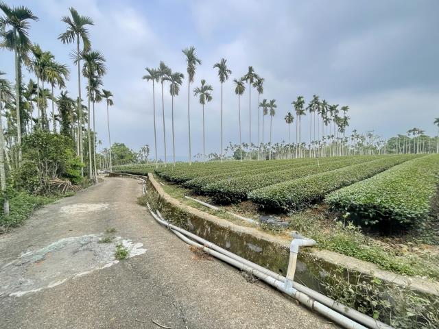 南投名間農地-5