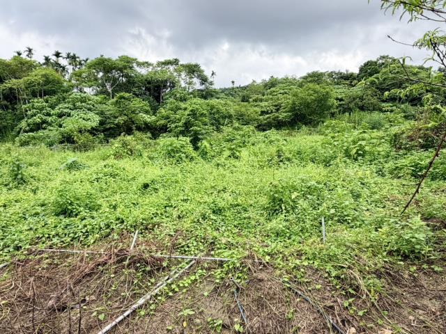 名間農地-8