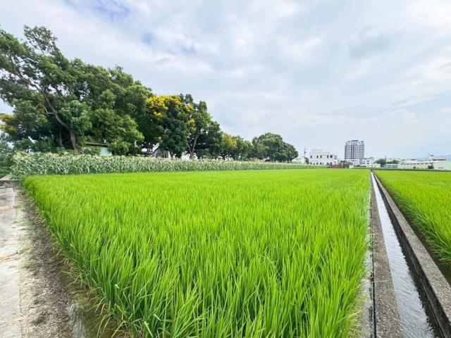 草屯農地-1